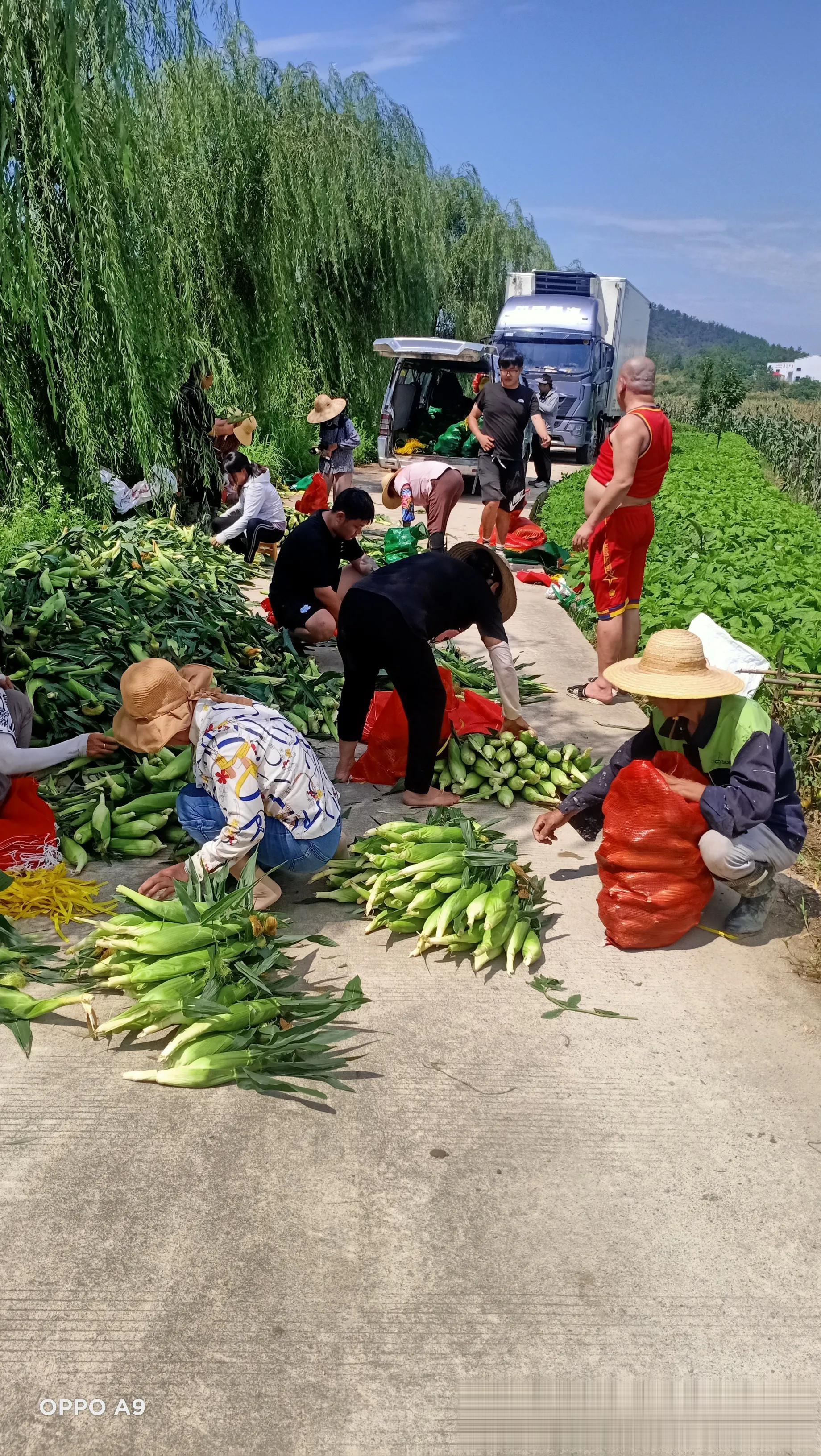 农村种植什么最挣钱