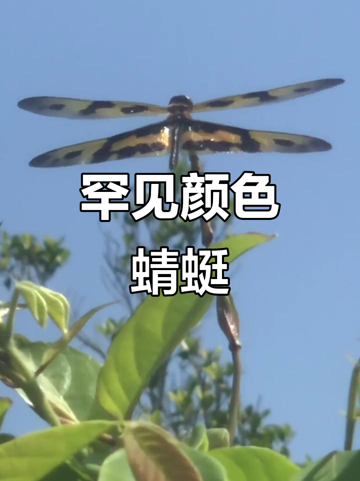 蜻蜓的拼音