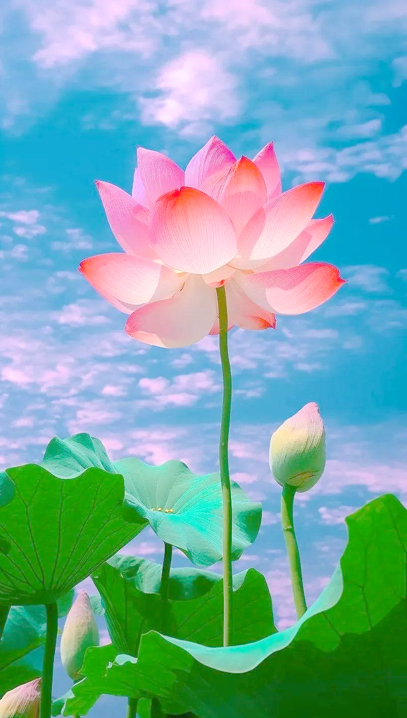 荷花的三个特点